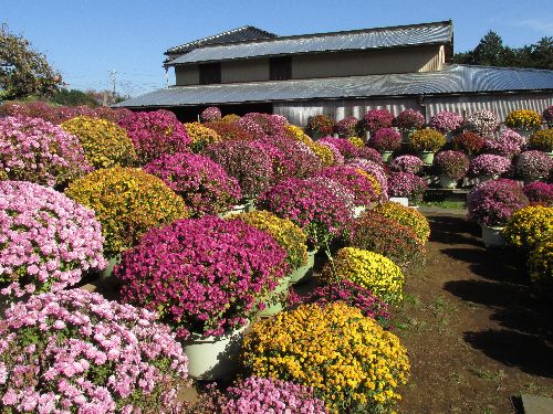 ざる菊資料 | 新磯のざる菊 top page | ページ 3