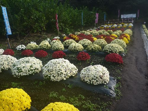 ざる菊四方山話: ざる菊資料