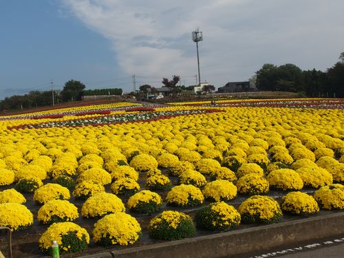 菊の苗：ざる菊・小株の根塊 6色合計20品種各1株 冬至芽の発根開始株